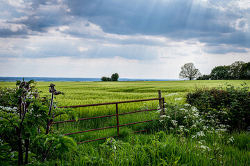 Naklejka premium landscape with a fence and sunbeams