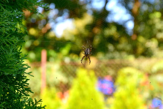 A close up on a big spider hanging from its web and waiting for prey seen on a sunny summer day on a Polish countryside next to some bushes, shrubs, stairs, and wooden panneling 