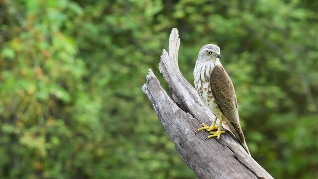 Extreme close up shot of Shikra or Accipiter badius or little banded goshawk bird portrait perched in natural green background at ranthambore national park or forest reserve rajasthan india