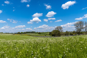 field of grass and sky