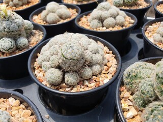 Mammillaria Duwei a cactus native to Mexico. It is a spherical succulent plant with side shoots. It has soft white spines and a hook extending around the trunk.