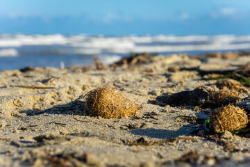paisaje marino con un alga redonda en la orilla de la playa sobre la arena y de fondo el mar con...