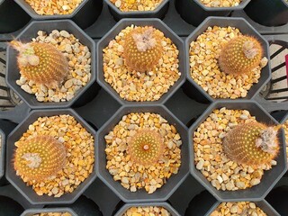 Mammillaria Schiedeana cactus Succulent plants spherical or cylindrical There are golden thorns around the golden stem with pink flowers.