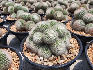 Notocactus Scopa is a globular cactus. The thorns are arranged in rows of silver color. or white around the trunk sprout and merge into groups close to each other