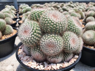 Notocactus Scopa is a globular cactus. The thorns are arranged in rows of silver color. or white around the trunk sprout and merge into groups close to each other