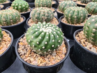 Notocactus Uebelmannianus succulent plant cactus green sphere There are sharp thorns surrounding the trunk. Propagated by sprouts or seeds.
