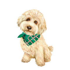 Watercolor portrait of a goldendoodle dog, animal, pet, curly shaggy dog, golden color 
