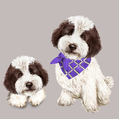 Chocolate white australian labradoodle watercolor portrait of dog, animal, pet, favorite dog, dog breed, curly dog 