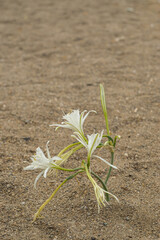 Sea Daffodil on the beach in the nature. Endemic flower under protection.