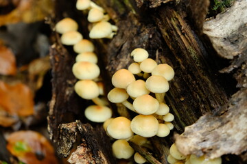 fungi