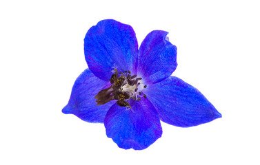 blue delphinium flower isolated
