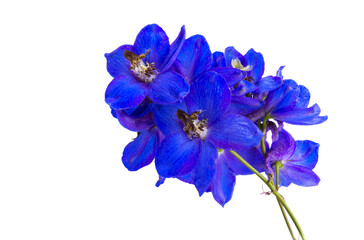 blue delphinium flower isolated