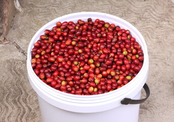 Freshly picked red coffee beans before roasting. Concept of coffee making, caffeine, farming, roast.
