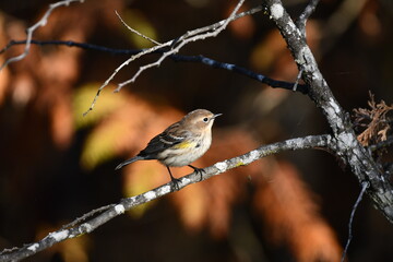 Yellow-rumped Warbler bird with confusing fall colors perched on a branch