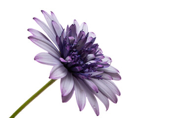 Osteospermum Daisy or Cape Daisy Flower Isolated