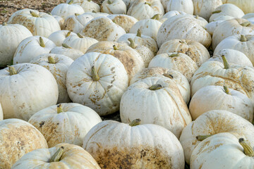 white Polar Pumpkin and a beautiful attractive garden fruit.