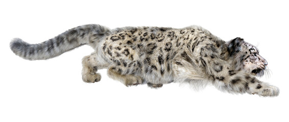 3D Rendering Snow Leopard on White © photosvac