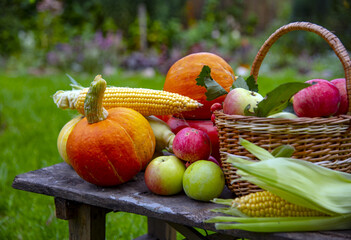  Bright pumpkins , juicy apples, corn are lying on an old wooden bench in the garden.