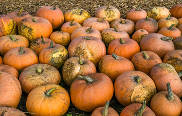 a lot of orange pumpkin at outdoor farmers market