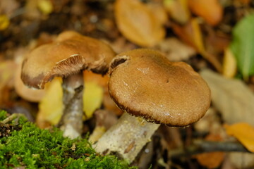 fungi