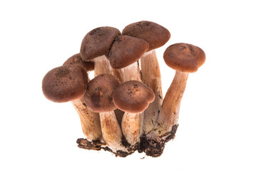 honey mushrooms isolated