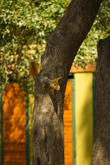 Squirrel on the tree in the nature close up view