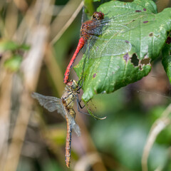A pair of ruddy darter dragonfies (sympetrum sanguineum) in tandem, the early stage of mating