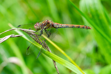 Female common darter dragonfly (Sympetrum striolatum) close up image