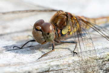 Female common darter dragonfly (Sympetrum striolatum) close up image