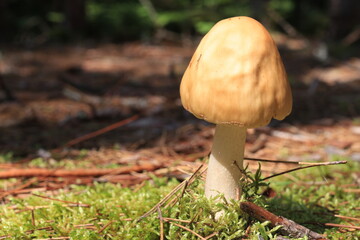 mushroom in the forest