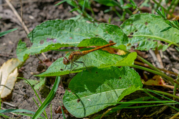 Common Darter dragonfly (Sympetrum striolatum)