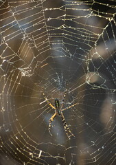 Background of the threads of a spider web with dew drops. Web macro. Abstract natural background in the sunlight with the blur