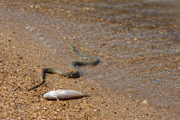 Natrix tessellata water snake on the beach