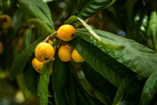 medlar tree. Turkish national fruit medlar, ripe fruits on the tree. natural products, fruits