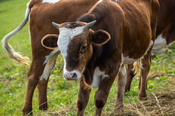 cows graze on the green grass of the mountain slope
