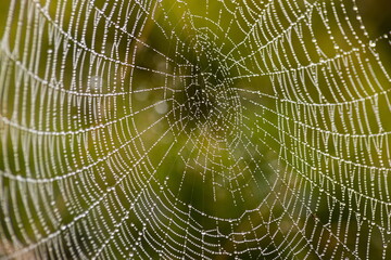 Cobweb with dew drops. Can be used as background