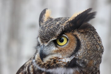 gros plan visage d'un Grand duc d'Am&eacute;rique