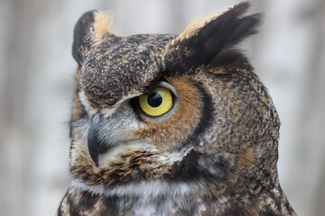 gros plan visage d'un Grand duc d'Amérique