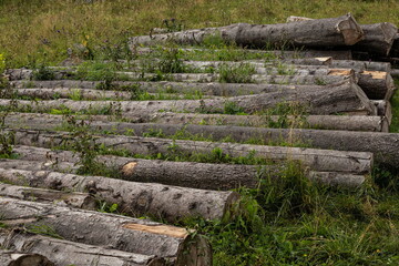 A pile of trunks lying on the grass near the forest edge. Stocking of firewood, deforestation. Logs closeup