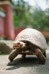 Small pet tortoise on the ground