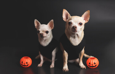 two different size  short hair  Chihuahua dogs sitting on black background with plastic halloween pumpkins.