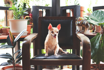 Plakat brown short hair Chihuahua dog sitting on vintage chair with house plants.