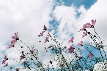 秋空と淡いコスモス