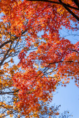 那須塩原 渓谷の紅葉