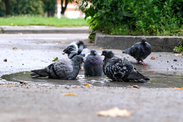 City pigeons swim in a puddle