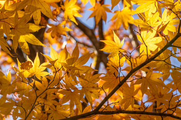 那須塩原 渓谷の紅葉