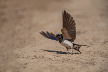 Barn Swallow (Hirundo rustica) escaping on a dirt road