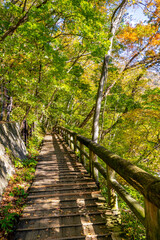 Obraz premium 那須塩原 渓谷の紅葉