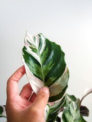 Closeup of hand touching Calathea Fusion White Prayer plant with beautiful white and green variegated leaves with a pinkish purple underside. Isolated on a white background, text space. Care concept.