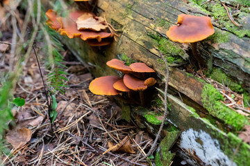 Cluster of Gymnopilus junonius fungi, The mushroom grows on old pine, rotting trees, is not edible